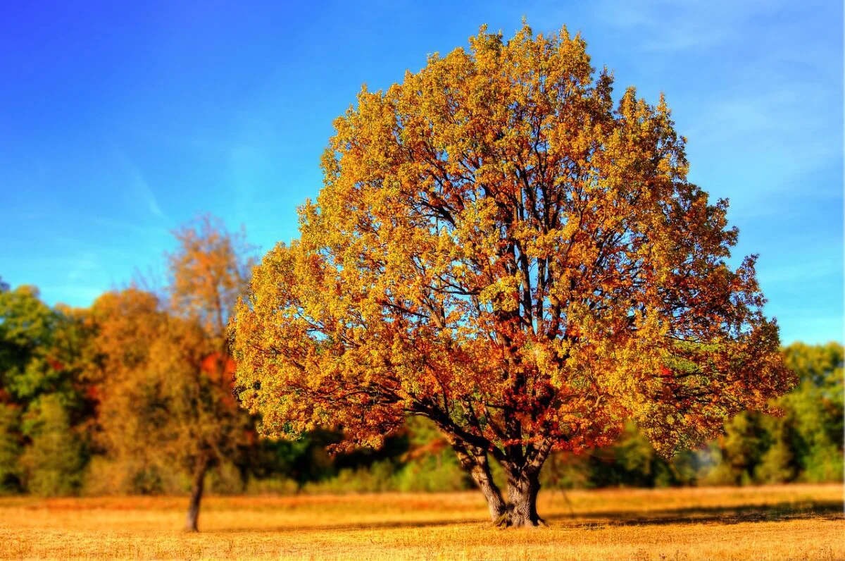 Temperaturi neașteptate la final de vară. Prognoza meteo pentru următoarele patru săptămâni