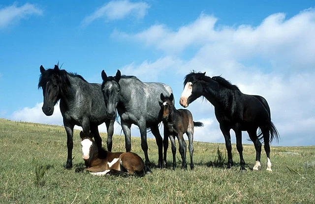 Un nou studiu schimbă percepția despre cai. Animalele pot gândi și plănui în avans