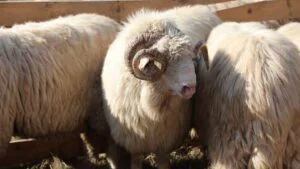 Român din Germania, prins cu oi furate dintr-un parc natural. Ce spun autoritățile