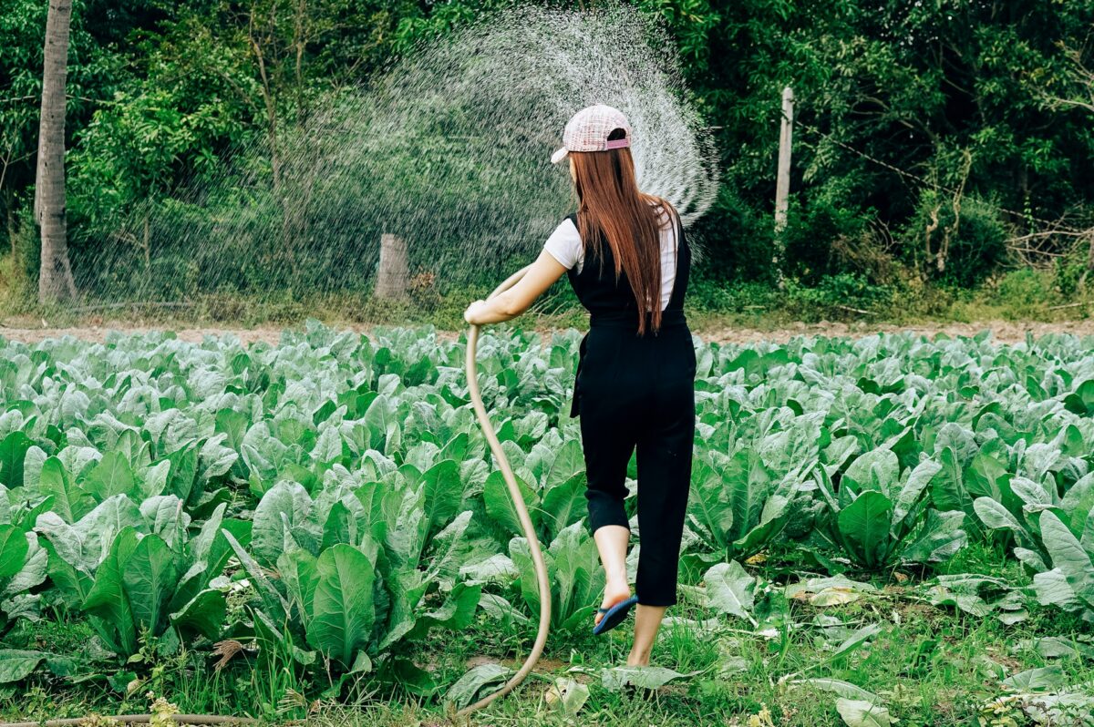 Cum îți dai seama că plantele au nevoie de apă. Trucul care te va ajuta