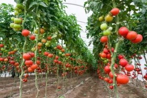 Cel mai bun îngrășământ natural pentru roșii. Ai nevoie doar de două ingrediente ieftine