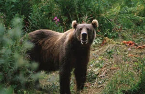 Exclusiv. Extremiștii ecologiști omoară turismul montan. Situația e foarte gravă