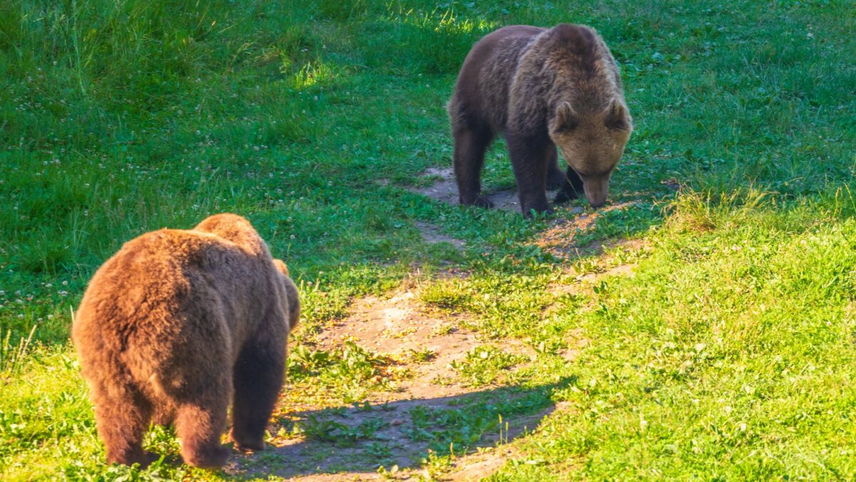 Problema urșilor, tot mai gravă. Schimbări anunțate pe Transfăgărășan