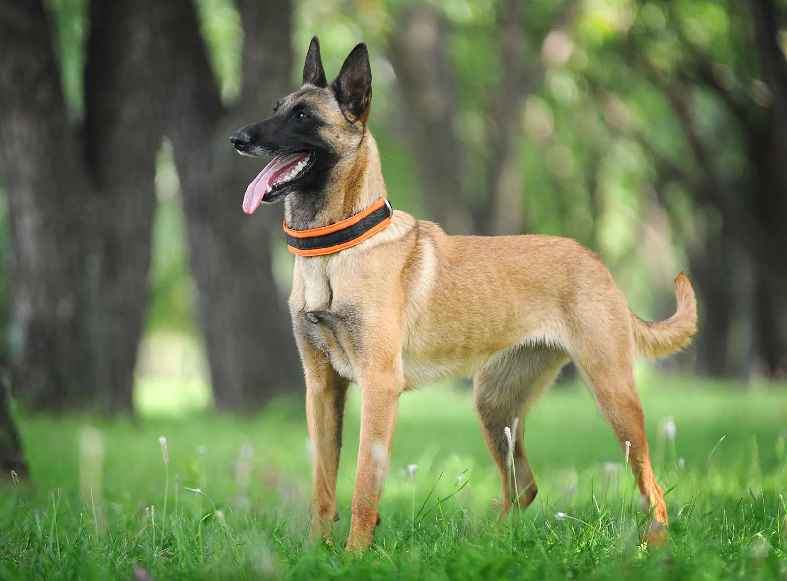 Câini de rasa Malinois belgian