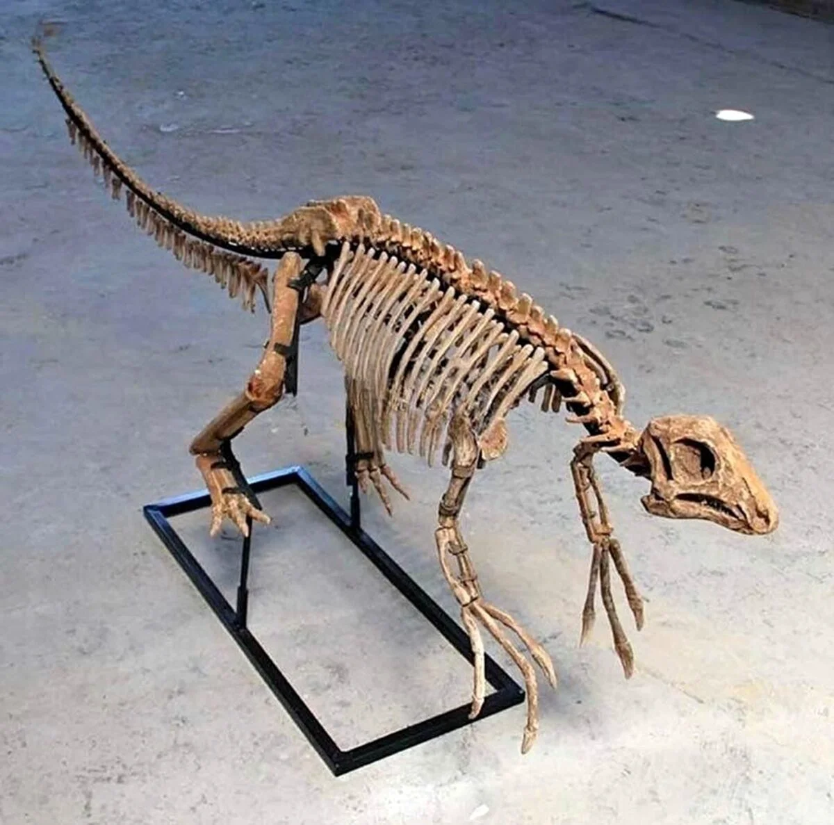 O nouă specie de dinozaur a fost descoperită în Spania. Acesta ar putea fi ultimul gigant al Europei