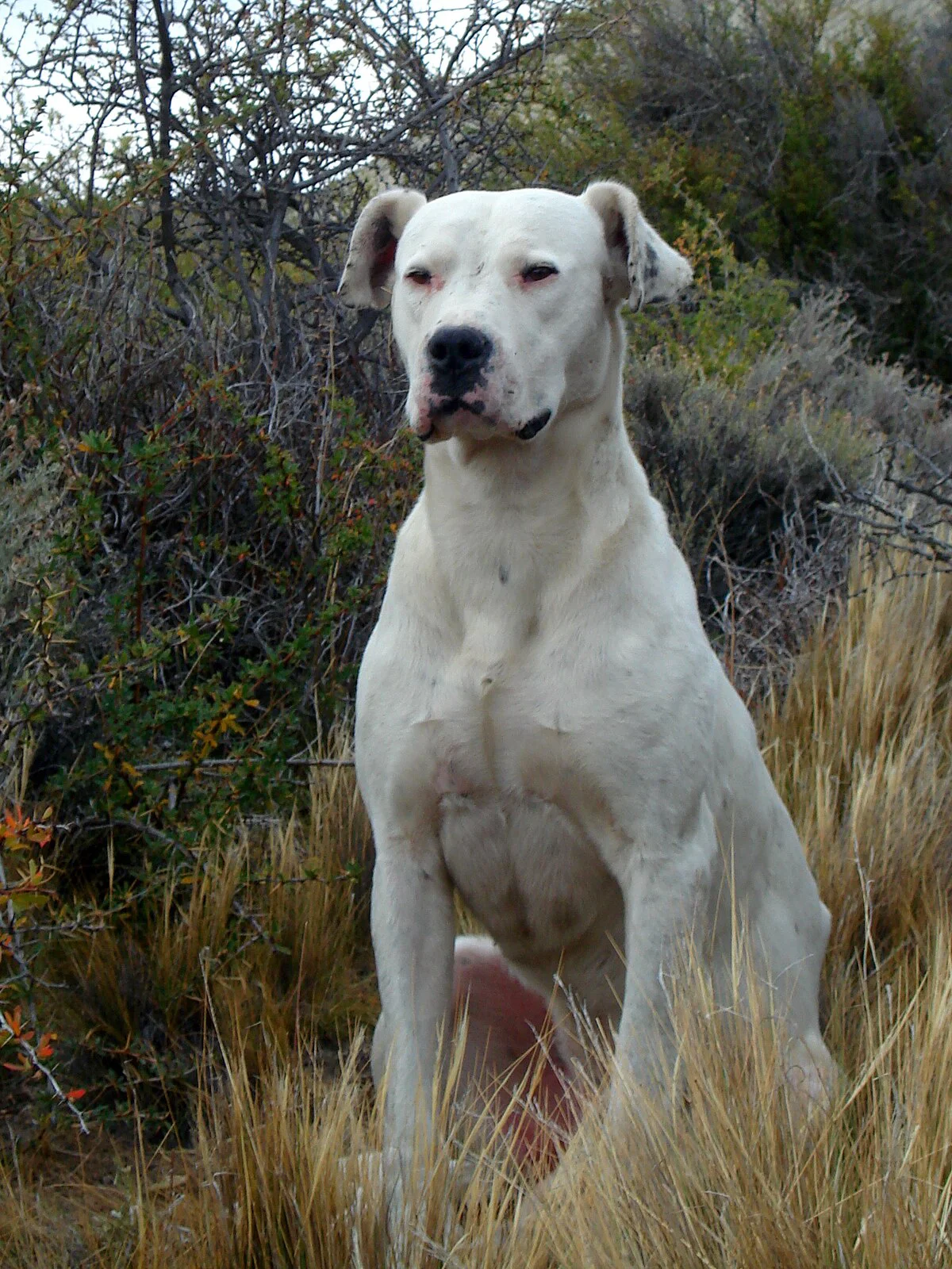 Dogo Argentino