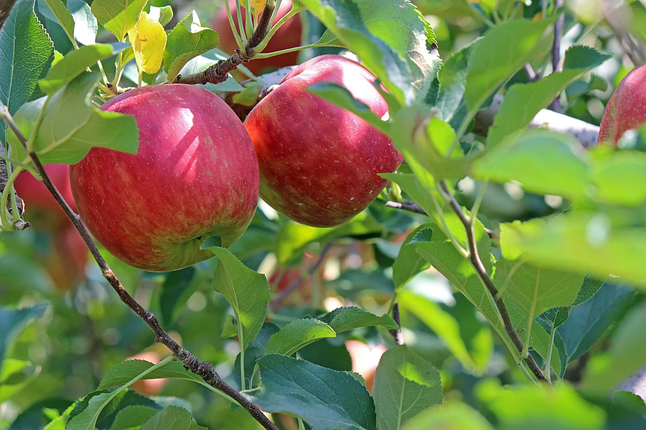 Echinocțiul de toamnă