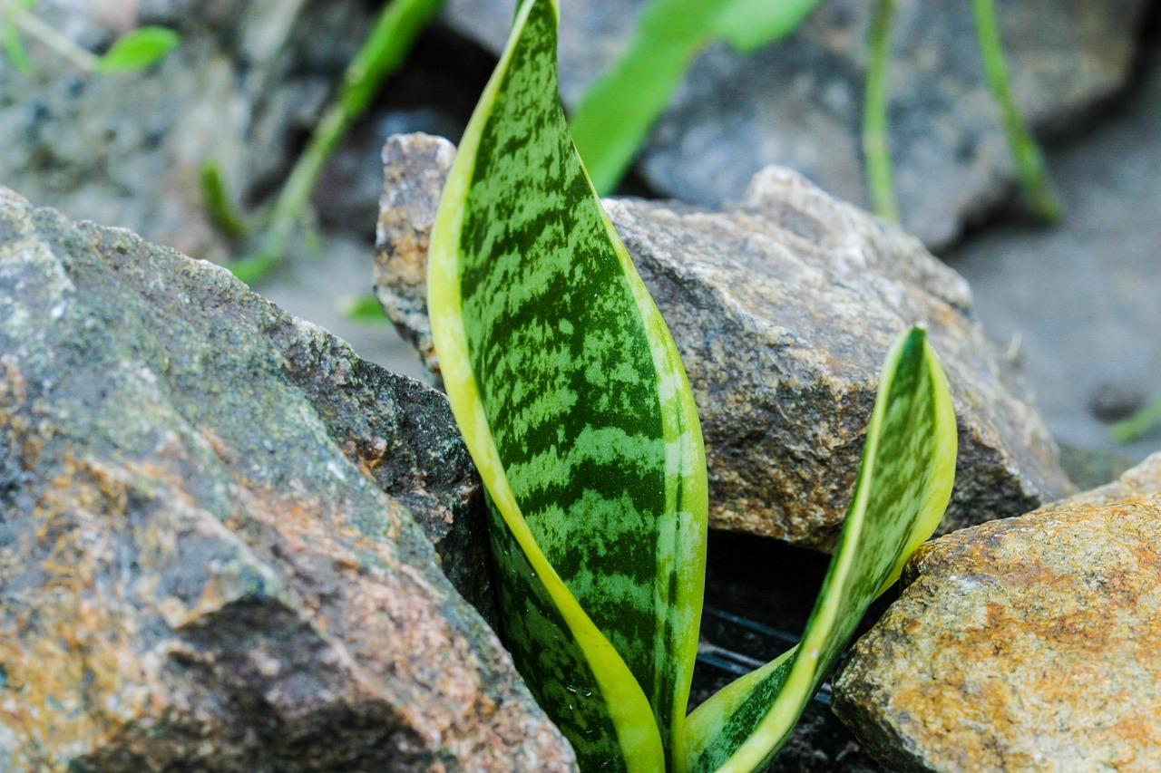 Planta Dracaena