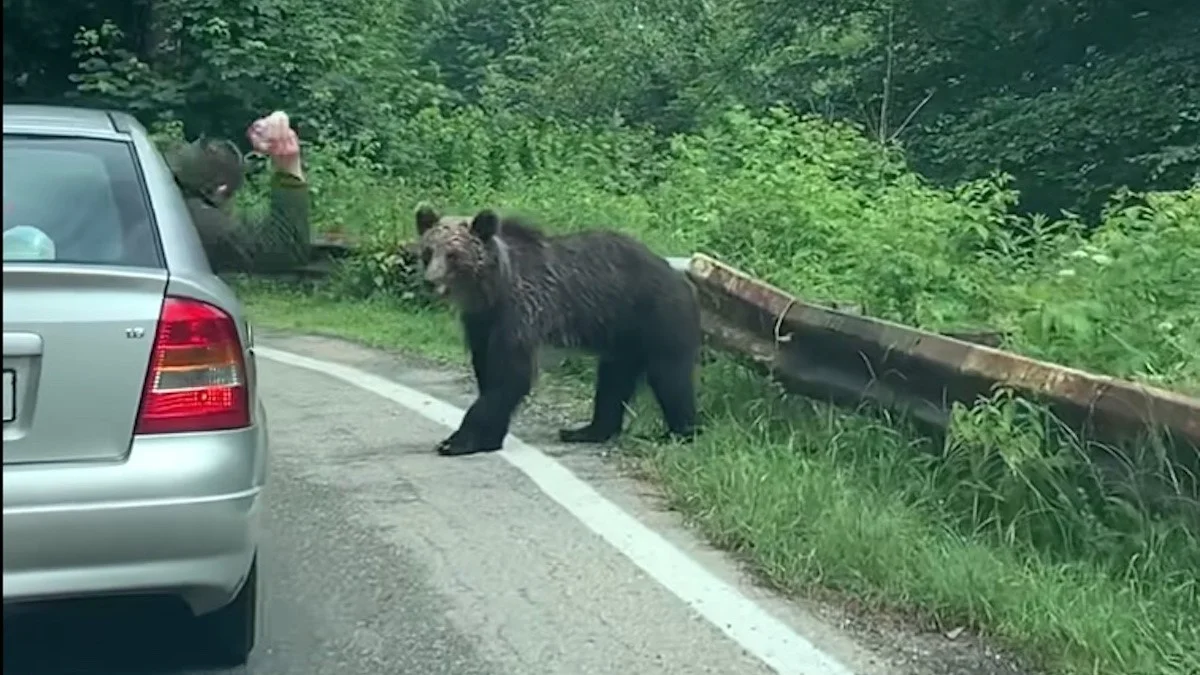 Alertă pe Transfăgărășan. Adolescent rănit de urs