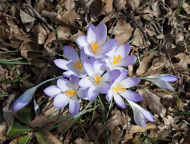 Plantă Crocus 