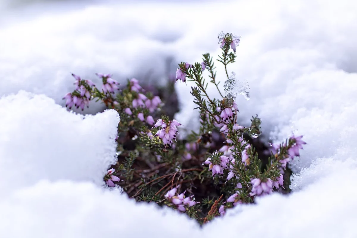 Florile care rezistă iarna afară. Unele chiar înfloresc în decembrie. Foto