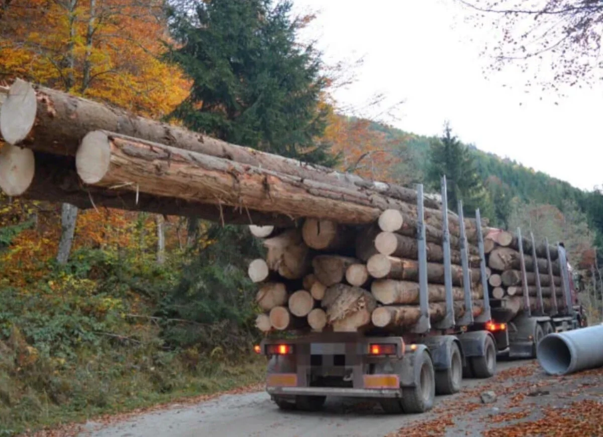 Transportul ilegal de lemne. Confiscarea camionului, măsură controversată