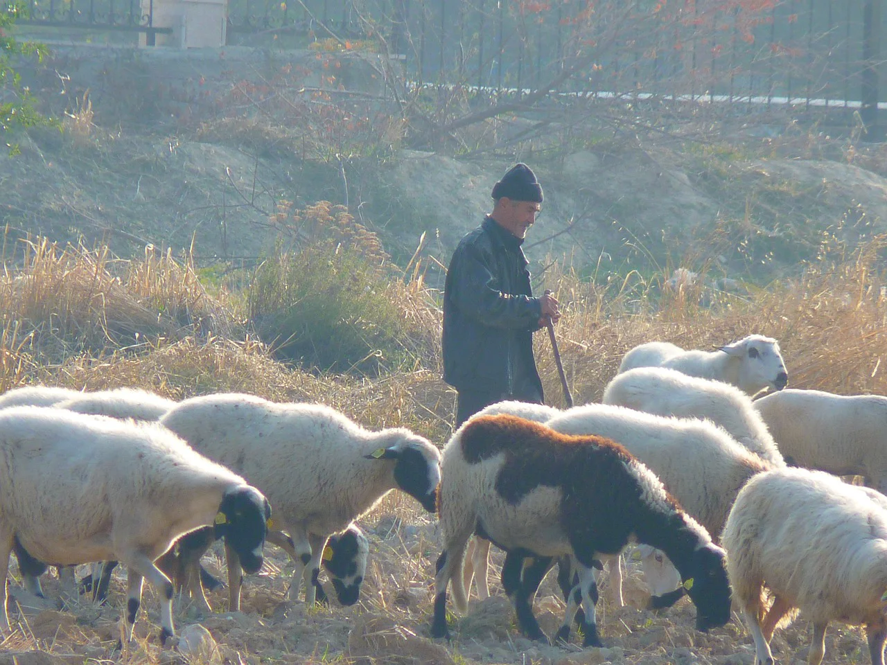 Situația celor două focare de pestă. România scapă de o problemă uriașă