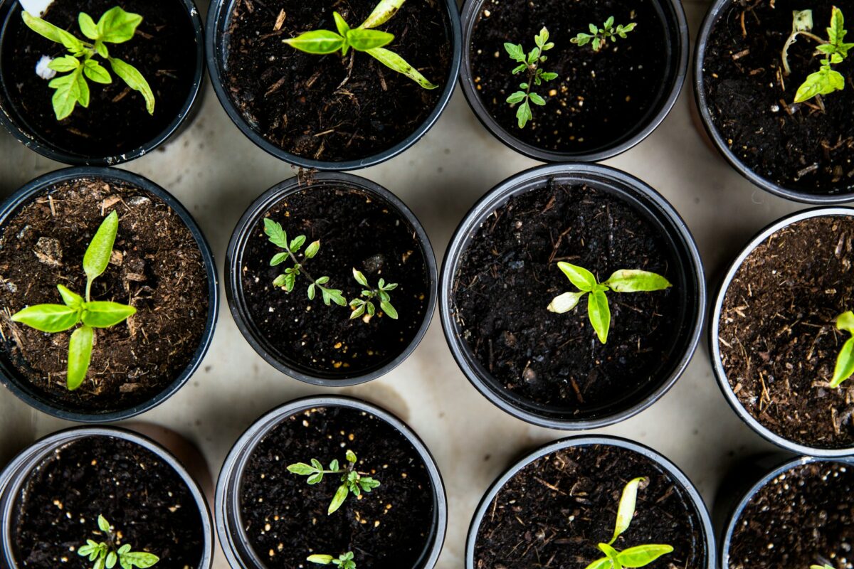 Mini-grădină urbană. Ce legume poți planta în apartament