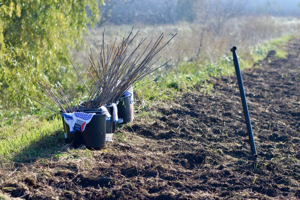 Campania națională de împădurire începe pe 16 noiembrie. Localitățile unde vor fi plantați puieți