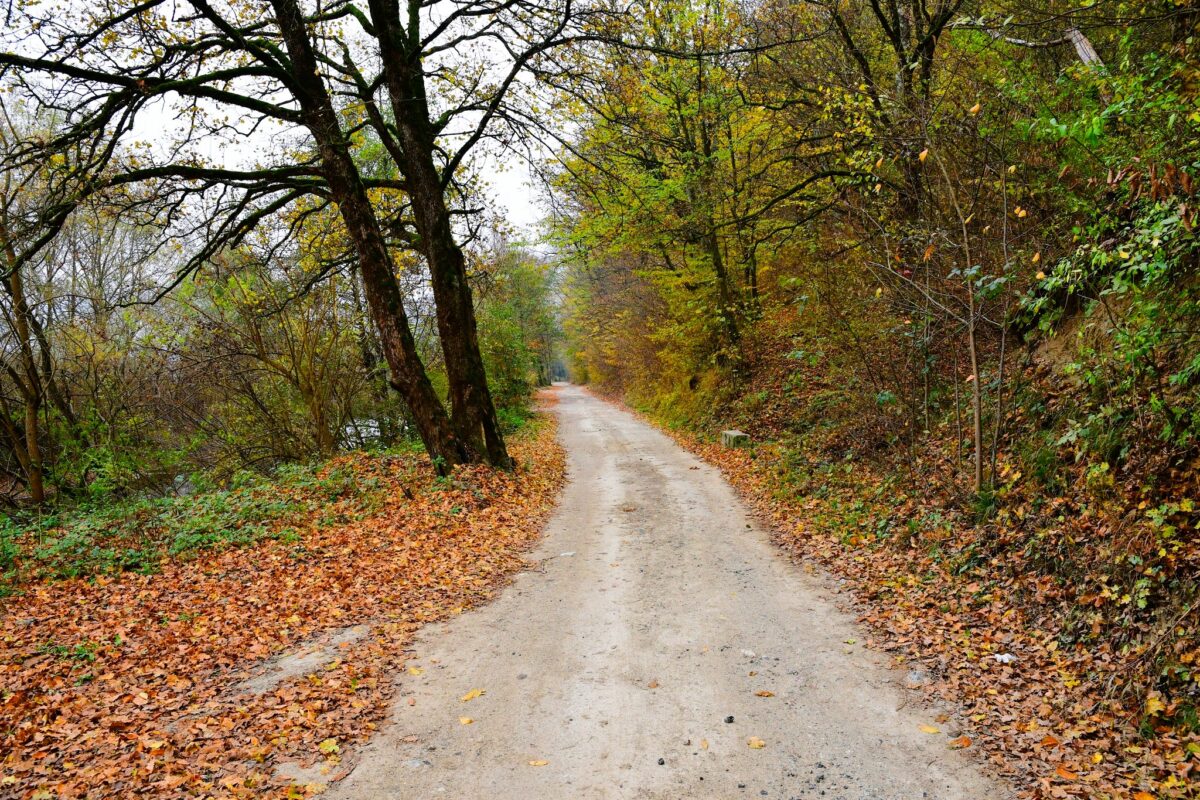 Romsilva va planta trei milioane de puieți forestieri. Câte hectare de fond forestier se vor împăduri