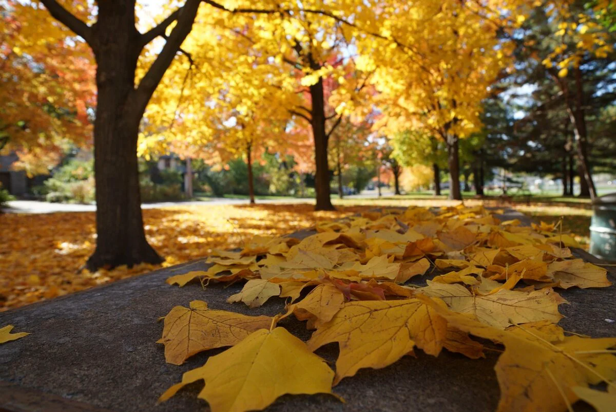 Prognoza meteo, 7 noiembrie. Vreme caldă cu temperaturi neașteptate pentru această perioadă