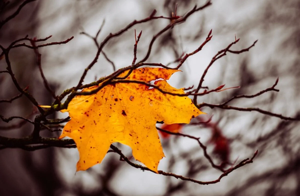 Prognoza meteo, 19 noiembrie. Se apropie iarna. Zonele cu lapoviță și ninsoare