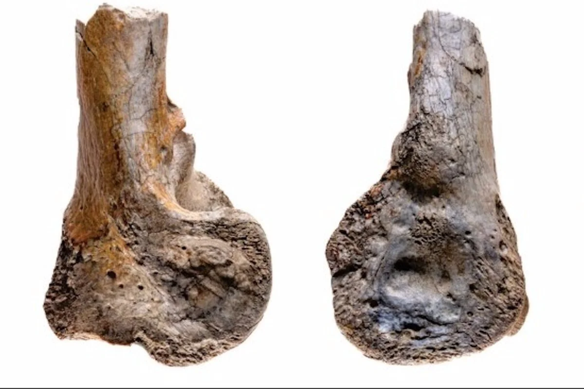 Fosila păsării de teroare descoperită în Columbia