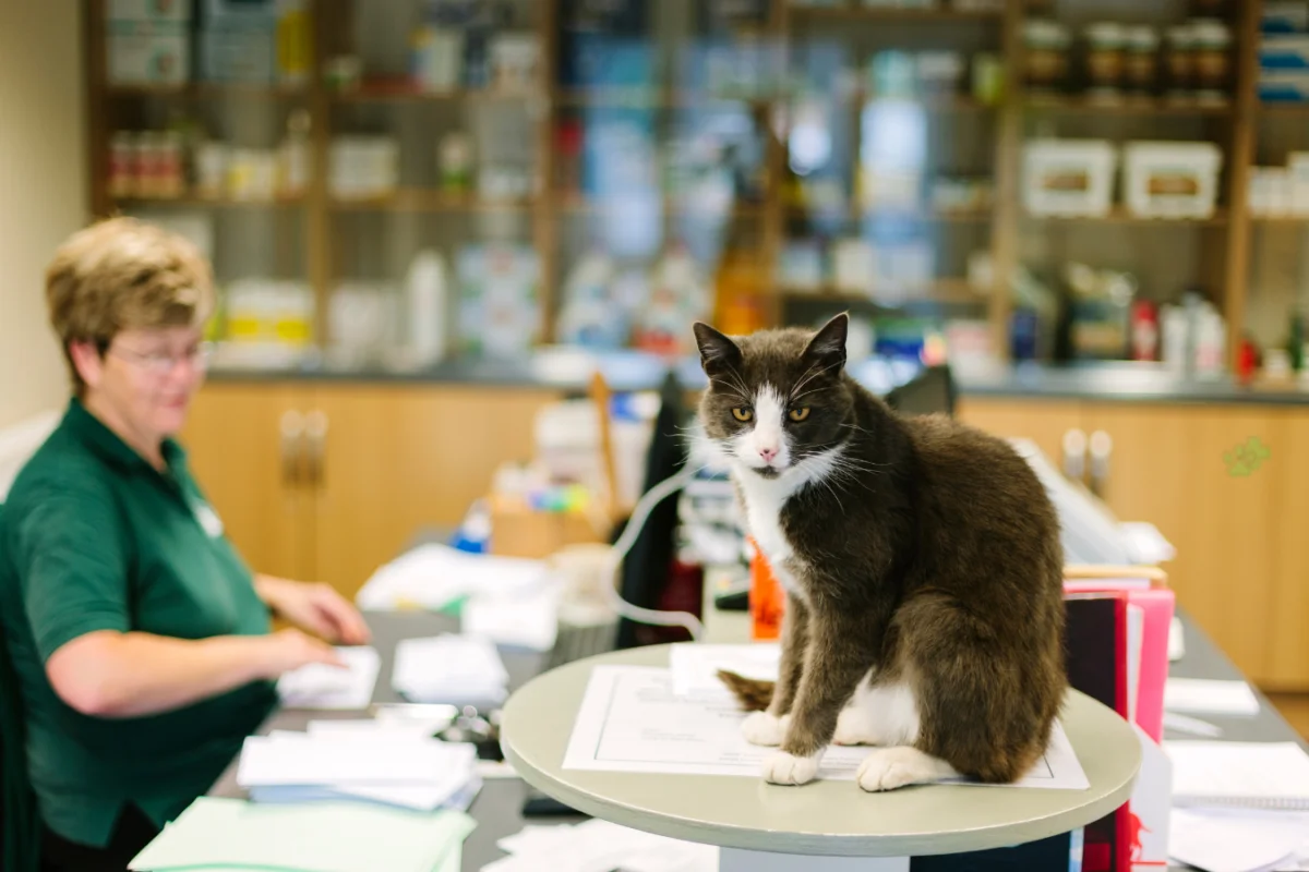 Sfaturi pentru deschiderea unei afaceri în domeniul veterinar