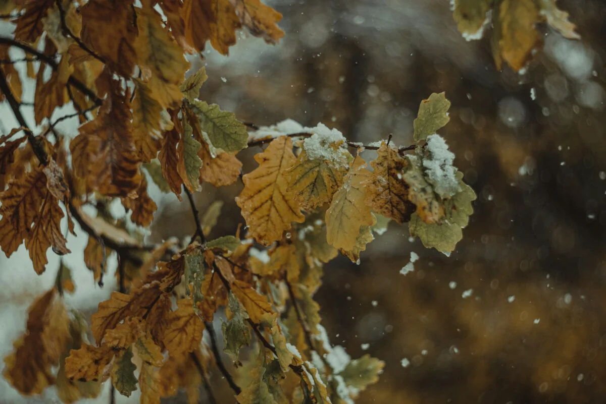 Prognoza meteo, 11 noiembrie. Vremea se menține rece. Zonele vizate de ninsori