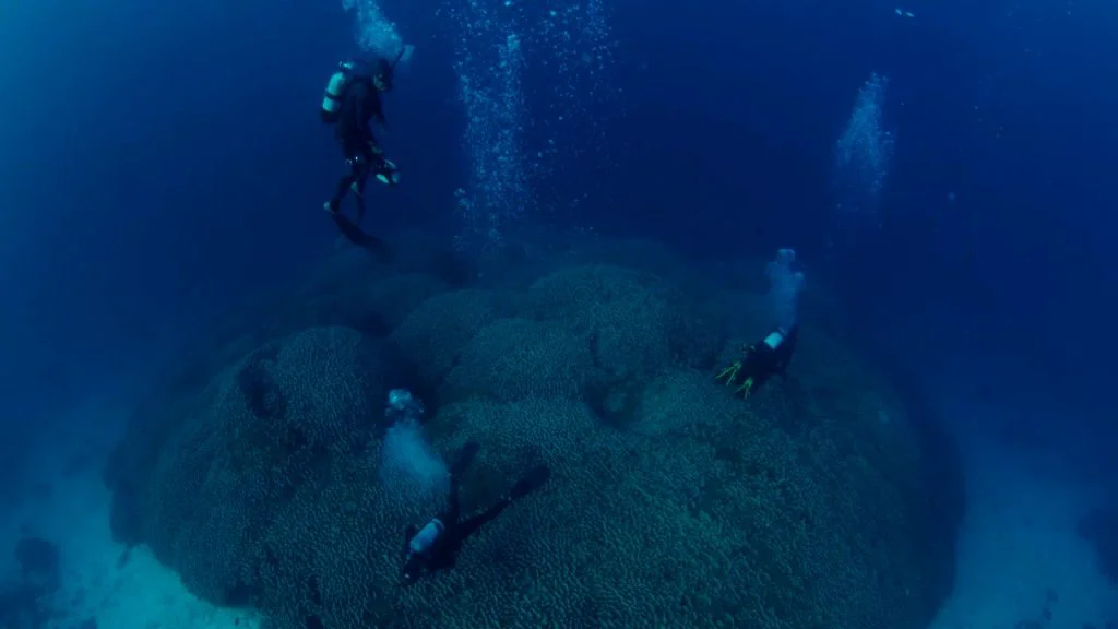 Cel mai mare coral cunoscut din lume poate fi văzut din spațiu