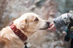 Protecție mai bună pentru animale. Reguli noi pentru stăpâni, adăposturi și reducerea câinilor fără stăpân