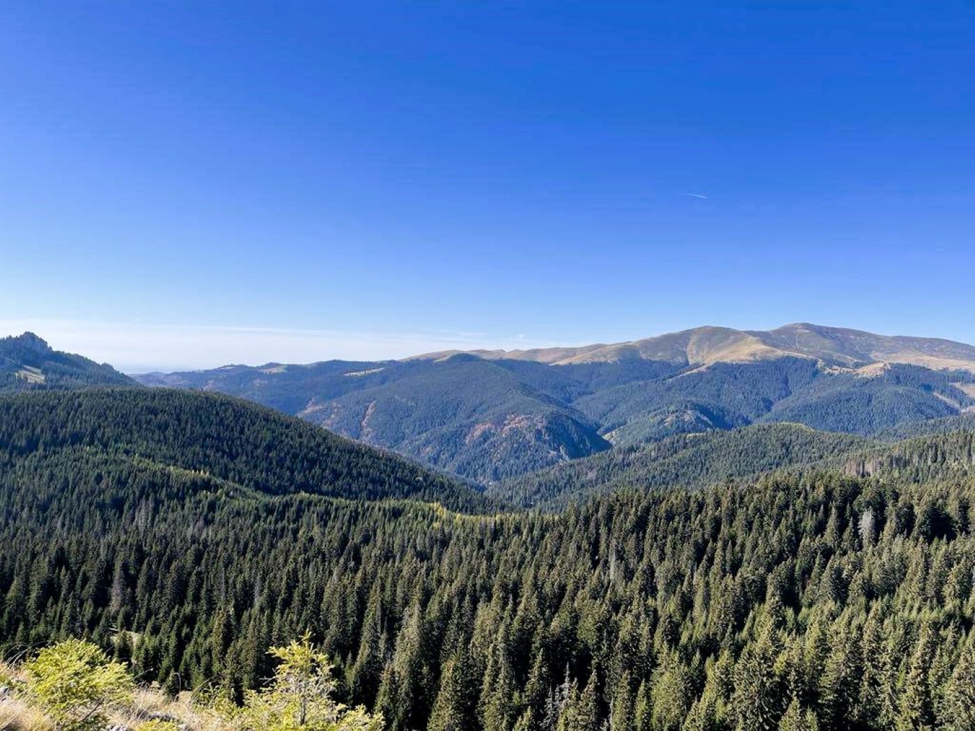 Consiliul Economic și Social se opune intervențiilor de combatere a gândacului tipograf al molidului în pădurile din ariile protejate