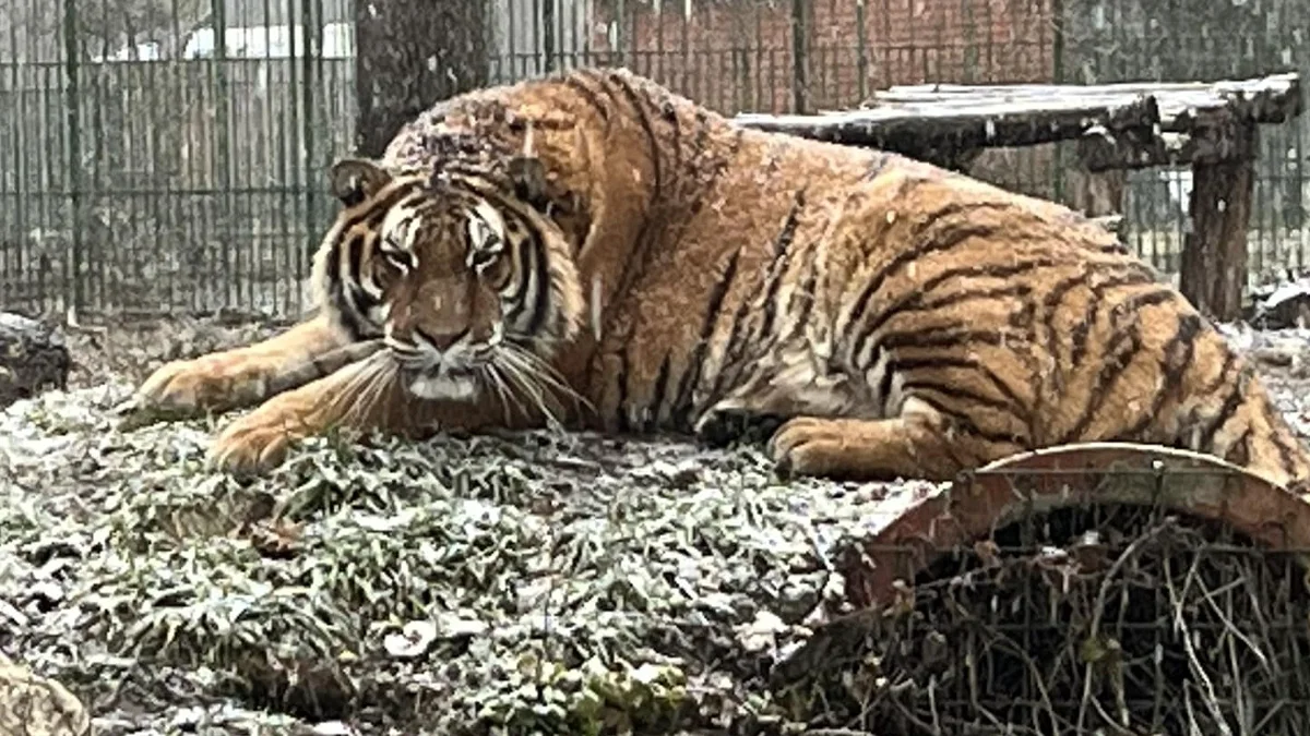 Angajat al grădinii zoologice din Pitești, ucis de un tigru. Atacul a fost feroce