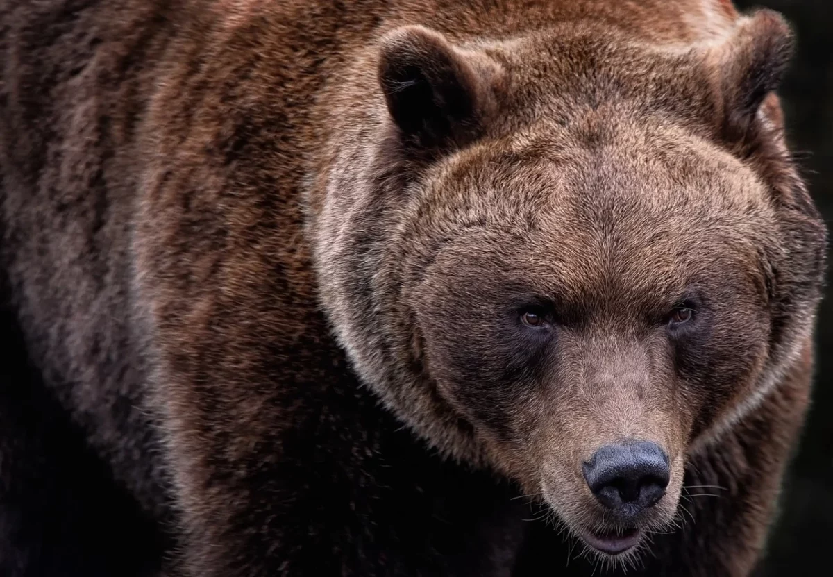 Un urs a terorizat un oraș întreg.  Animalul sălbatic va fi împușcat, după ce a rănit un bărbat