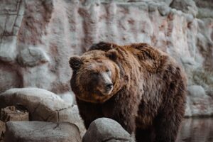 Turist străin, mușcat de un urs pe Transfăgărășan. A fost emis un mesaj RO-Alert