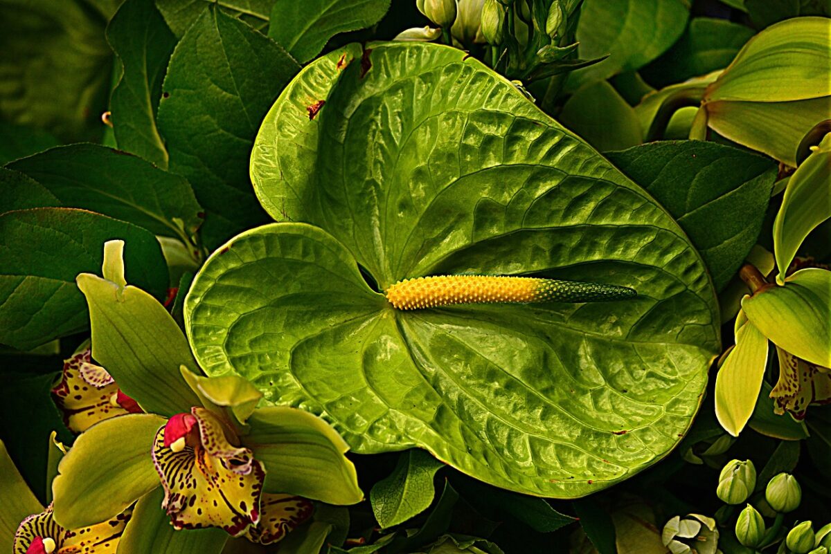 Anthurium Clarinervium