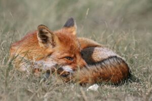 Pericol mare în orașele din România: mușcătura de animalele sălbatice