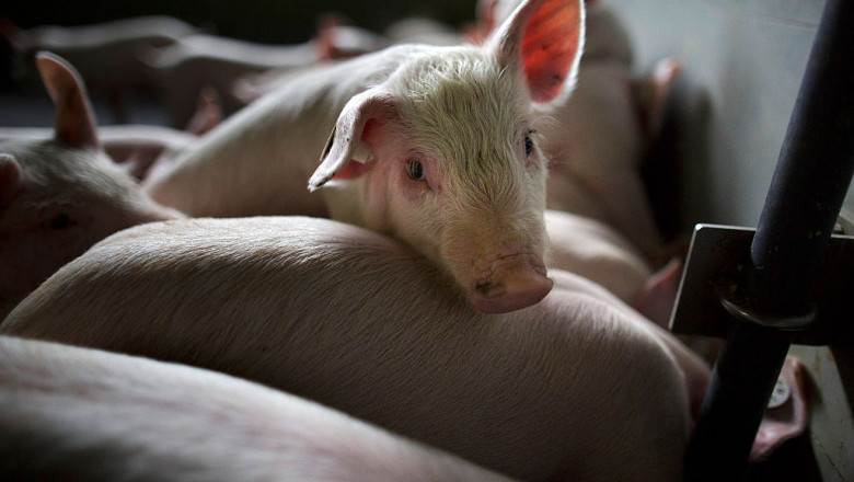 Creștere alarmantă a pestei porcine în Republica Moldova: 9 focare noi depistate în februarie