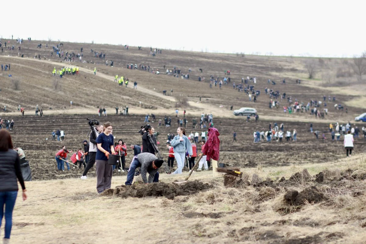 Republica Moldova se înverzește. Au fost plantate 30 de hectare de pădure