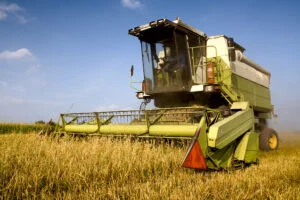 Invazie atipică în România. Insecta care le dă bătăi de cap agricultorilor