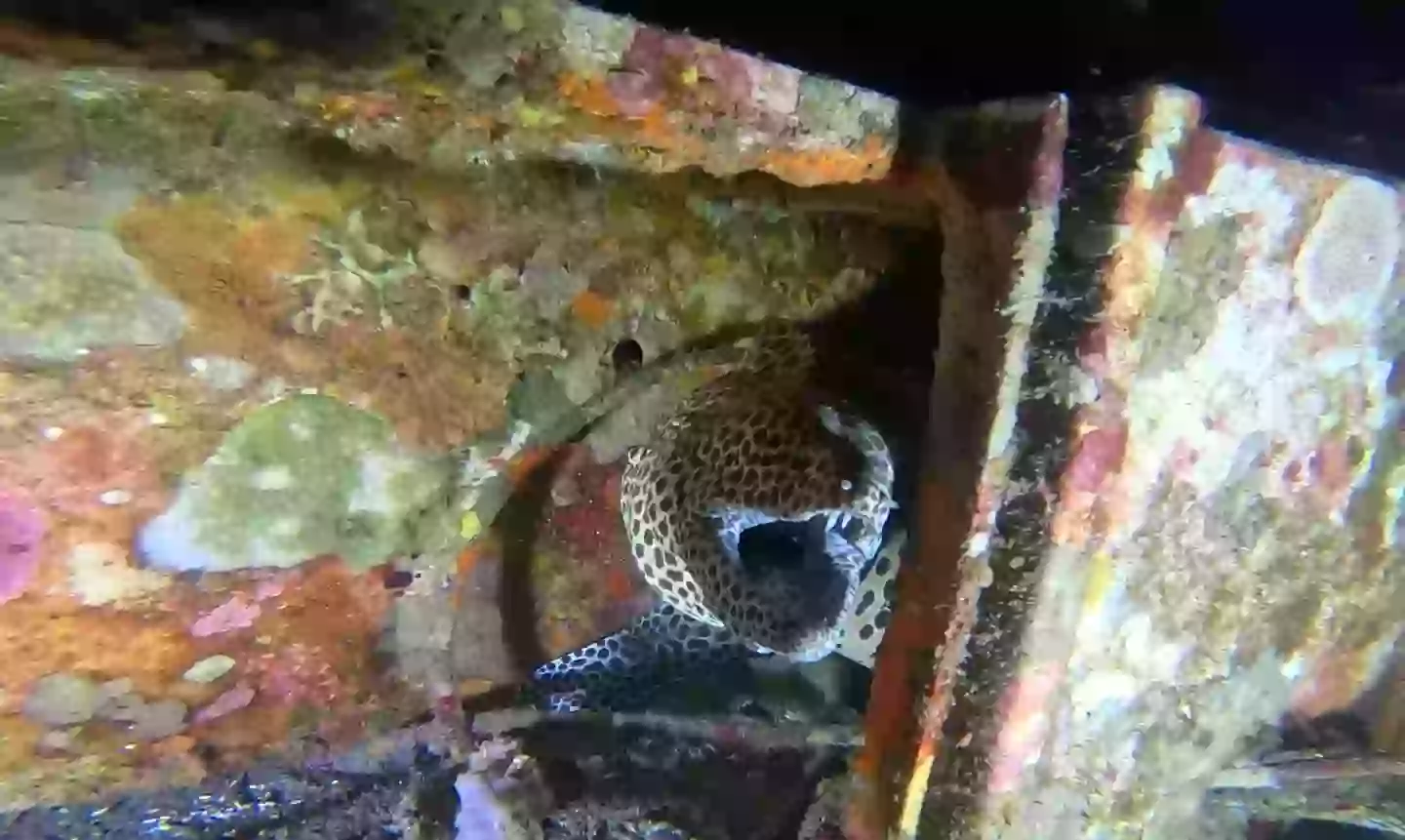 Scafandru îngrozit de ce a putut vedea pe fundul oceanului. Video cu imagini de coșmar