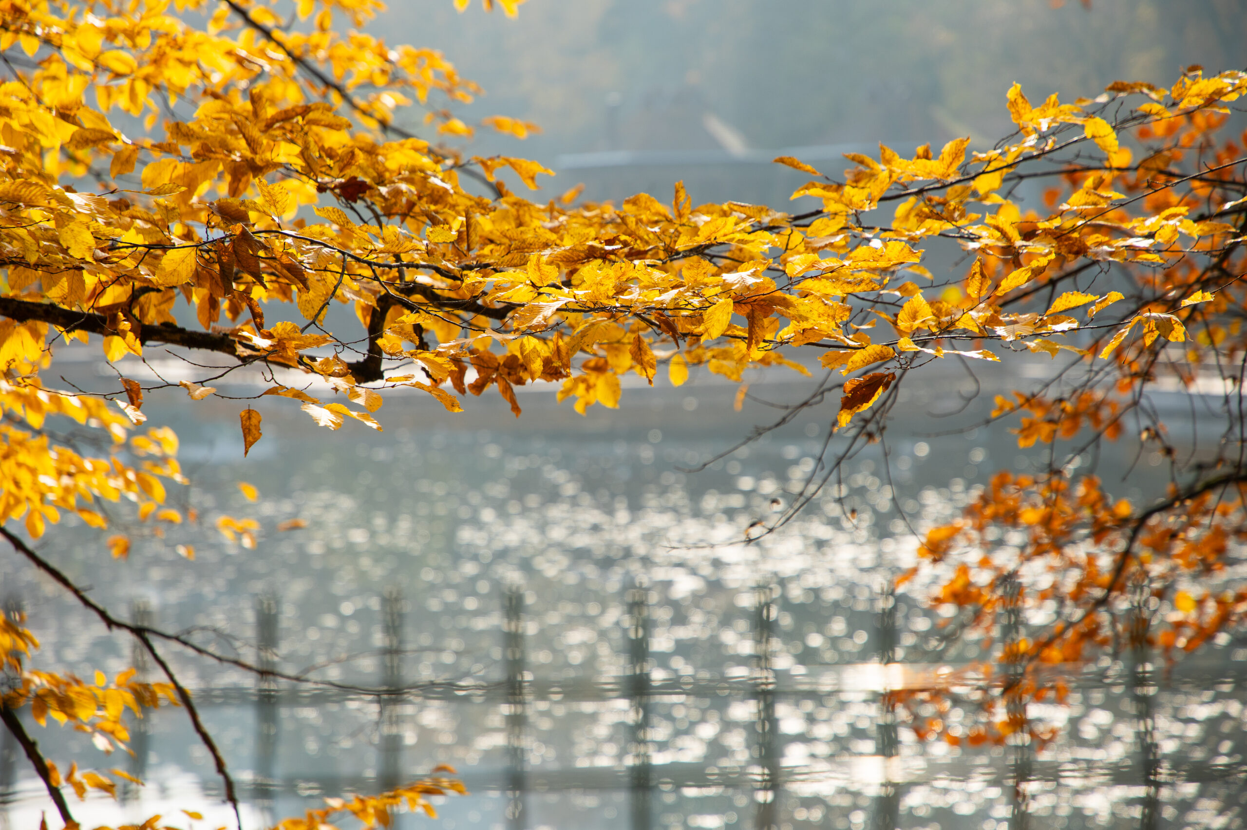 imagine sovata, lacul ursu