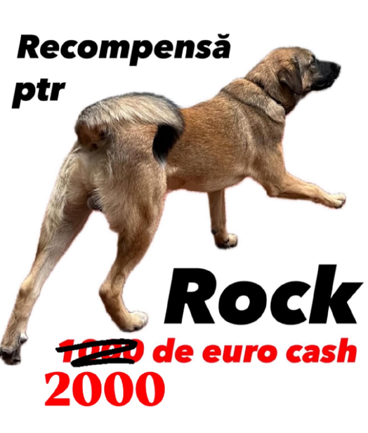Recompensa caine Codin Maticiuc