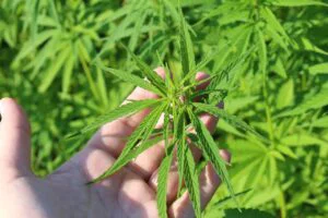 Thailanda dă înapoi, după ce liberalizase consumul de cannabis