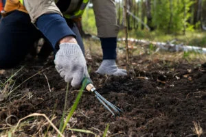 Grădină sănătoasă cu un ingredient banal. Te scapă de toate problemele