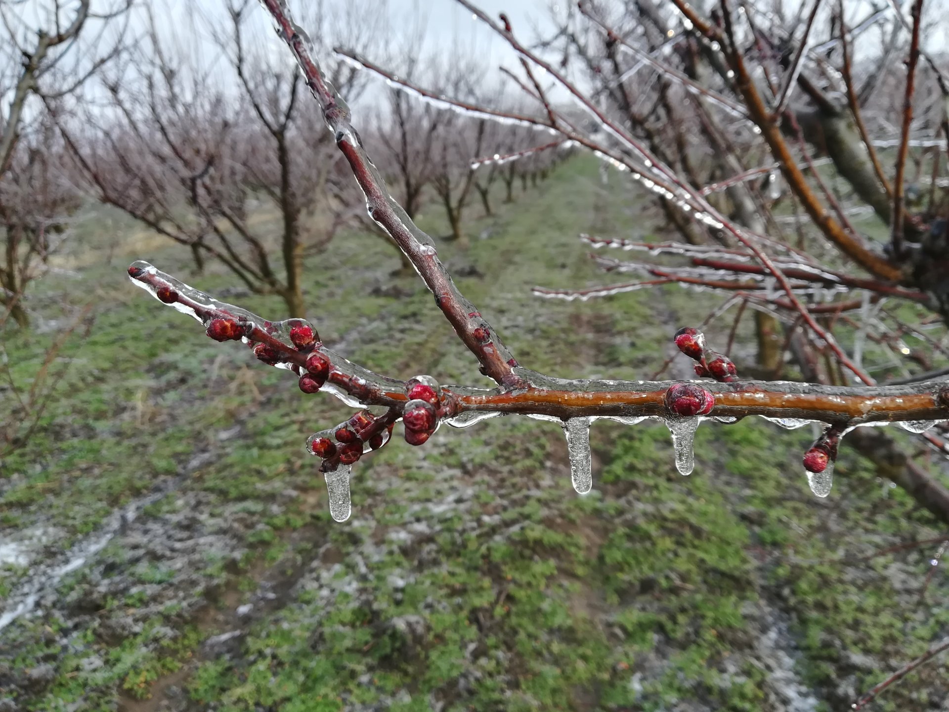 Culturile agricole, distruse de înghețuri. Fermierii moldoveni cer o întâlnire de urgență cu autoritățile