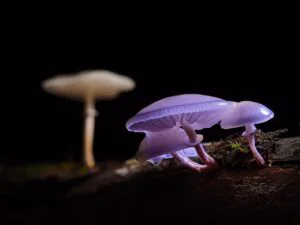 Pandemia fungică. Ciupercile care infectează oamenii pot declanșa o criză mondială