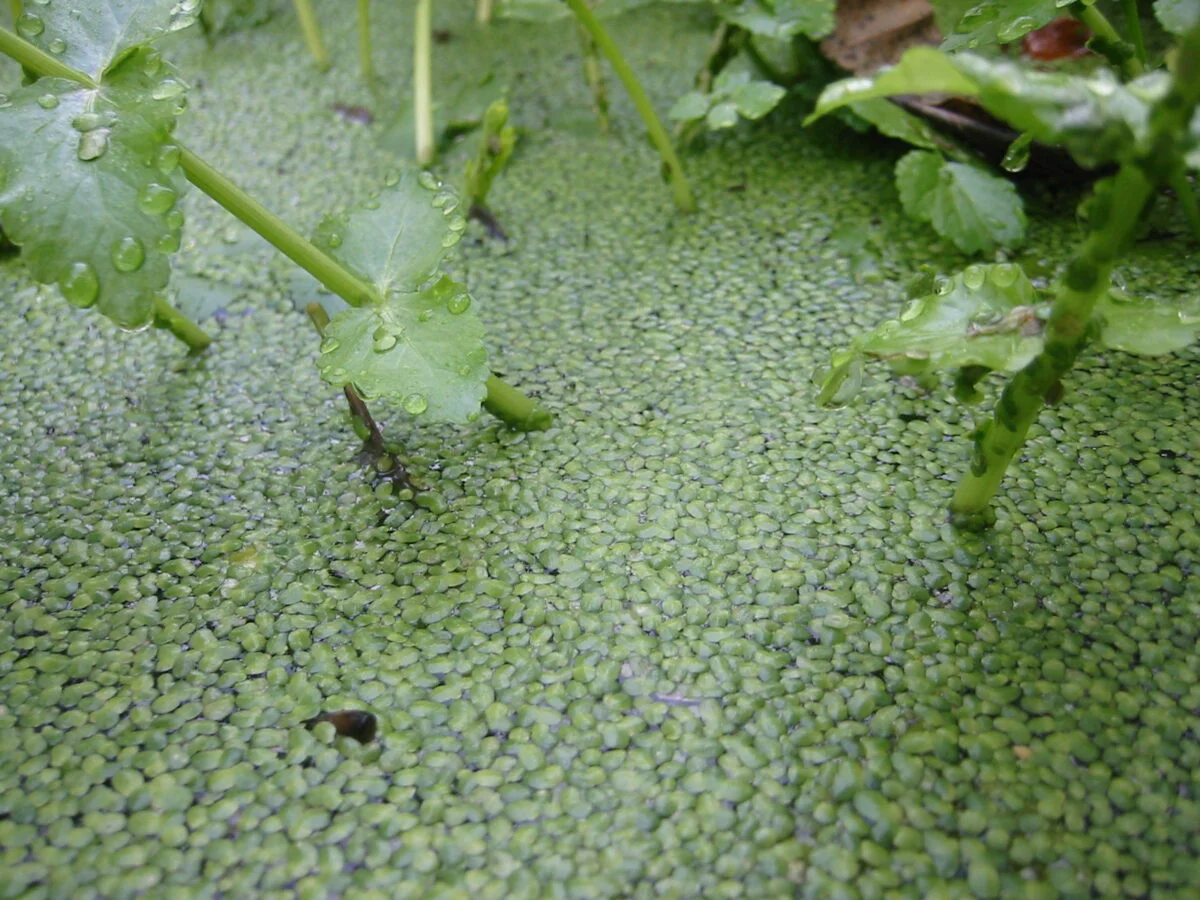 Planta care va înlocui carnea și soia în Europa. Are un ritm de creștere nemaîntâlnit