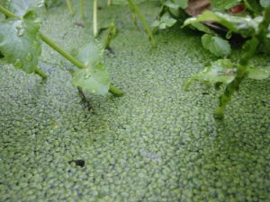 Planta care va înlocui carnea și soia în Europa. Are un ritm de creștere nemaîntâlnit