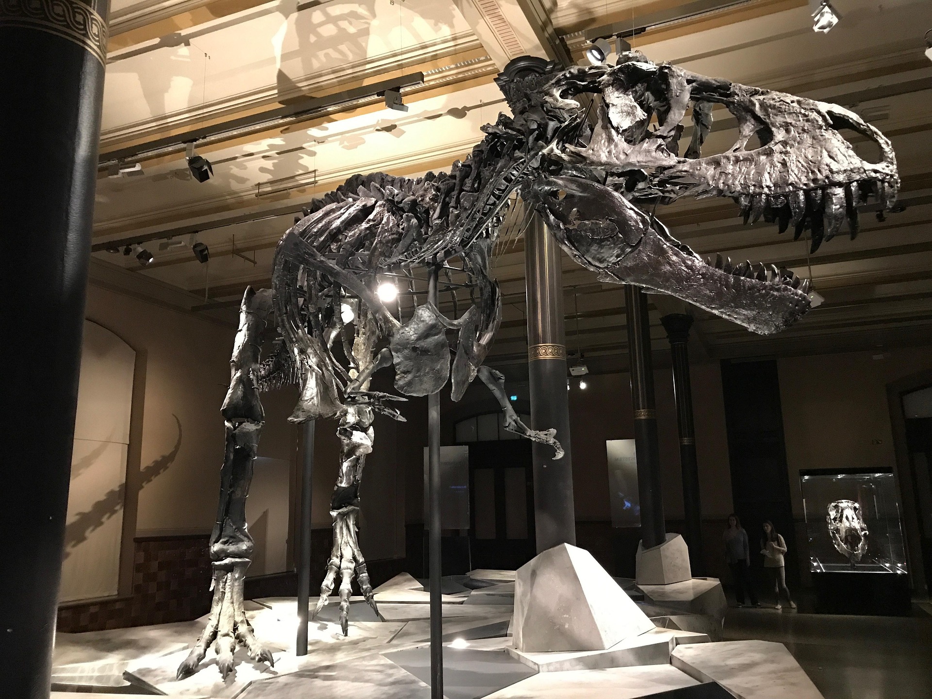 T-Rex