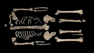 Descoperire istorică bazată pe o analiză 3D a oaselor. Cum s-a vindecat un războinic celtic