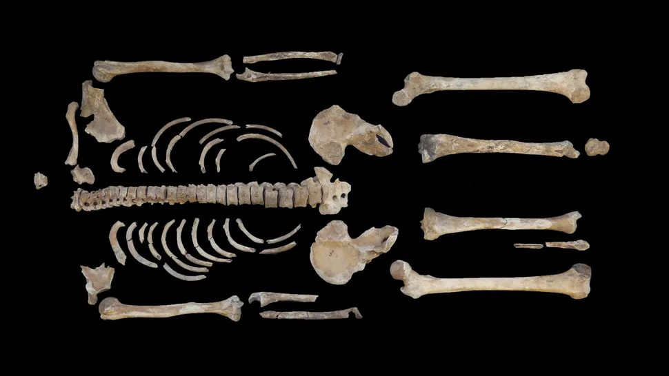 Descoperire istorică bazată pe o analiză 3D a oaselor. Cum s-a vindecat un războinic celtic