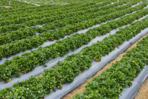 Salariile sezonierilor în Germania. Creșteri semnificative pentru muncitorii agricoli
