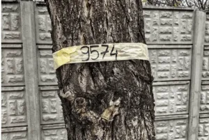 Arborii din Oradea, inventariați pentru o strategie de tăiere-plantare pe 10 ani